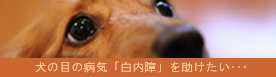 犬の白内障